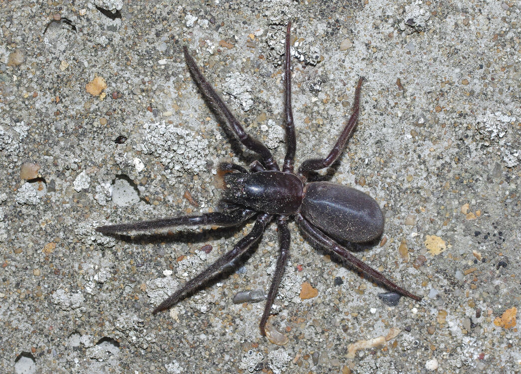 Spiders of the quantum realm… | Herefordshire Wildlife Trust